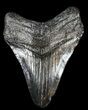 Bargain, Megalodon Tooth - South Carolina #37637-1